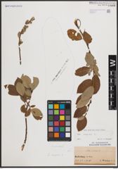 Foto von Salix caprea L.